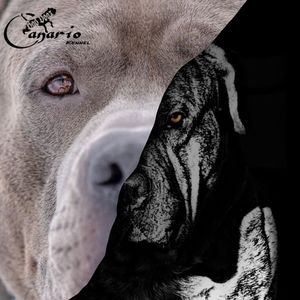 Meet your Posher, Peter